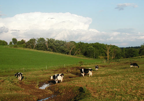 SWW_ValleyStreamCows